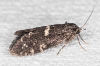 Penestoglossa gallica
