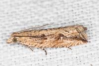 Bactra