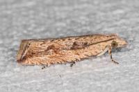 Bactra