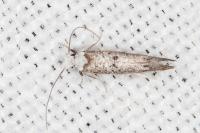 Paraswammerdamia albicapitella