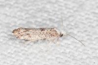 Paraswammerdamia albicapitella