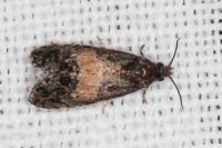 Endothenia nigricostana