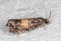 Endothenia nigricostana
