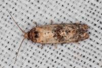 Neocochylis molliculana