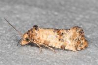 Neocochylis molliculana