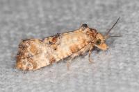 Neocochylis molliculana