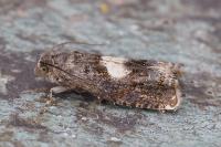 Epiblema