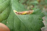 Phyllonorycter tristrigella