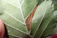 Phyllonorycter tristrigella