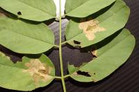 Parectopa robiniella