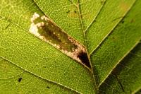 Phyllonorycter schreberella