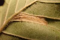 Phyllonorycter schreberella