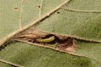 Phyllonorycter schreberella