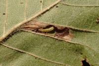 Phyllonorycter schreberella