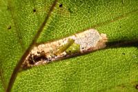 Phyllonorycter schreberella