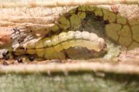 Phyllonorycter schreberella
