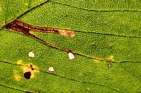 Stigmella ulmivora