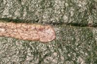 Stigmella ulmivora
