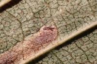 Stigmella ulmivora