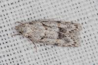 Symmoca signatella
