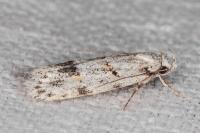 Symmoca signatella