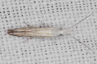 Coleophora