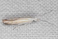 Coleophora