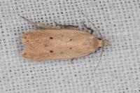 Nothris verbascella