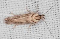 Stomopteryx detersella