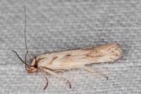 Stomopteryx detersella