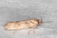 Stomopteryx detersella