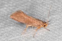 Crassa unitella