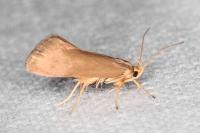 Crassa unitella