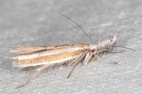 Pleurota aristella
