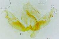 Stenoptilia zophodactyla