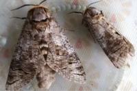 Cossus cossus