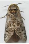 Cossus cossus