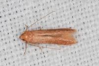 Haplochrois ochraceella