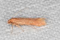 Haplochrois ochraceella