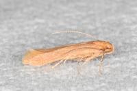 Haplochrois ochraceella