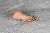 Crassa unitella