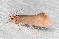 Crassa unitella