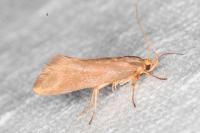 Crassa unitella