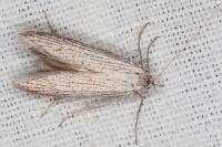 Pterolonche