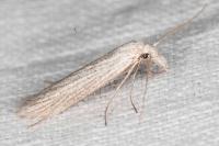 Pterolonche