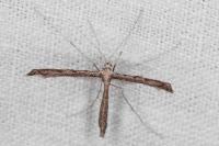 Agdistis