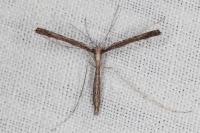 Agdistis