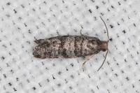 Corticivora piniana
