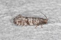 Corticivora piniana