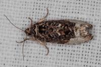 Hedya nubiferana